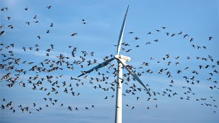 Dramatic Wind Turbine vs Birds Compilation [upl. by Remmus731]