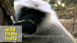 Hanuman langur eats fruit  Panna Madhya Pradesh [upl. by Sirenay55]