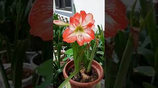 Hippeastrum Amaryllis MINERVA [upl. by Ahsied]