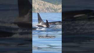 Orca  Largest Member Of The Dolphin Family killerwhale oceanlife orca dolphin [upl. by Nadia]