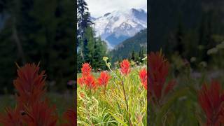 Alpine Beauty Wildflowers Flourish at Mt Rainier [upl. by Quintus145]