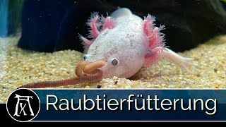 Axolotl Fütterung Regenwürmer [upl. by Francklyn219]