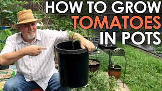 How to Grow TOMATOES in Pots  Black Gumbo [upl. by Clark350]