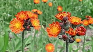 Orange Hawkweed aka Indian Paint Brush Upstate NY June 2024 [upl. by Millian156]