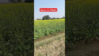 Sarso ki Kheti sarsonkikheti youtubeshorts viralvedios [upl. by Yrrol]