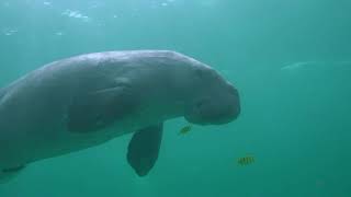 Dugong Dugong dugon swimming underwater Coron Island Phillipines [upl. by Mcripley947]