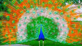 Excellent Peacock Dance in Rain Video [upl. by Yruam]