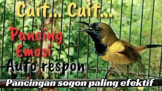 PANCINGAN SOGON GACOR NGLEPER MEMANGGIL LAWANAMPUH UNTUK PANCINGAN [upl. by Kipp]