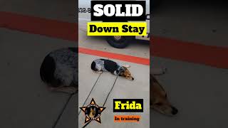 WOW SOLID DOWN STAYpet pets dog dogs dogsofinstagram houstondogtraining [upl. by Devitt]