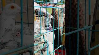 pet market petsvlog fish minivlog cathen dog pigeon parrot goat pets pet rooster [upl. by Llerud]