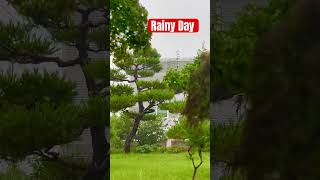 It’s Raining In daegu shorts ytshorts youtubeshorts [upl. by Nagyam806]