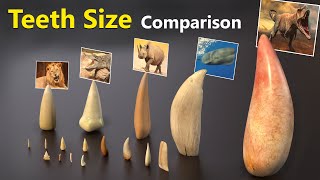 Teeth Size Comparison  Animal  Mammal  Monster  Fictional character teeth [upl. by Buxton]