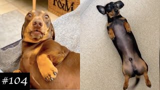 Dachshund Compilation  Funny And Cute Videos [upl. by Yellehs]