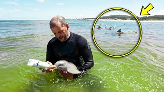 As Man Feeds Dying Dolphin He Looks Behind Him and Turns Pale To See [upl. by Araihc776]