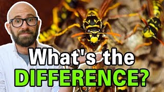 What is the Difference Between Bees Wasps and Hornets [upl. by Rani295]