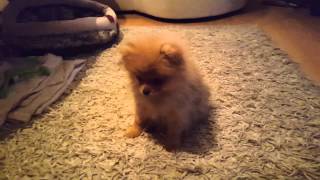 Funny cute Pomeranian puppy dog doing tricks training sit down fetch give paw high five hello [upl. by Namwob]