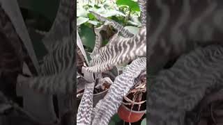 Cryptanthus zebrinusshorts shortvideo [upl. by Ailene]