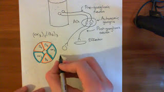 Introduction to Nicotinic Acetylcholine Receptors Part 3 [upl. by Mcevoy]