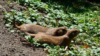 Schwarzschwanz Präriehund Cynomys ludovicianus Blacktailed prairie dogs Zoo Schönbrunn Superzoom [upl. by Aisile319]