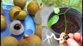 Growing and Tasting Longan Fruits [upl. by Zara414]