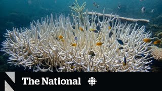 Coral reefs experiencing mass bleaching event [upl. by Trudy]