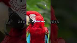 Parrots viralvideo facts animalcuriosities animalfacts wildlife wildanimalfacts animals [upl. by Wulf]