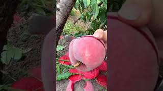 🍑Vineyard Peach awesome fruit fruitcutting satisfying yummy delicious peach shorts fyp wow [upl. by Marian684]