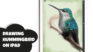 IPAD ART HOW I DRAW A HUMMINGBIRD WITH PAPER BY FIFTYTHREE [upl. by Nnylyam591]