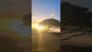 RISING SUN penelope kauai hawaii workcation sunrise beautiful wakeup shorts [upl. by Shaylyn]