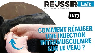 TUTO Comment réaliser une injection intramusculaire sur le veau [upl. by Adrahc280]