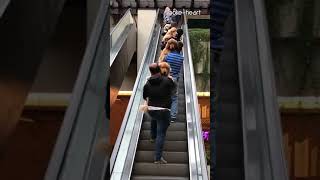 Group of Dog Owners Carry Golden Retrievers Up Escalator [upl. by Akinnej]