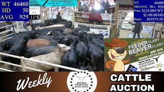 6182024  Beaver County Stockyards Weekly Cattle Auction [upl. by Solracnauj228]