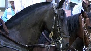 Cabalgata en Sevilla Valle 115 Años Fiestas Aniversarias [upl. by Magnum]