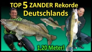 Top 5 Rekord ZANDER Deutschlands  116 Meter Zander [upl. by Libbna]