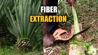 A TRADITIONAL METHOD OF EXTRACTING SISAL FIBERdiy 16 [upl. by Ruhtracm]