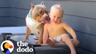 Pit Bulls Who Are 1000 Obsessed With Their Families  The Dodo [upl. by Thornton44]