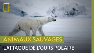 La furtivité et la puissance de lours polaire en chasse [upl. by Nolad]