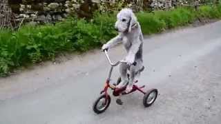 Barry the dog that rides a tricycle [upl. by Punak]