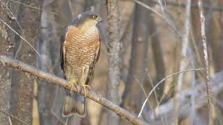 Ястребперепелятник Самец  Accipiter nisus [upl. by Avlis]