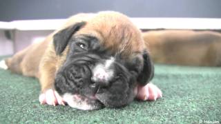 Boxer Puppies Begin to See in HD [upl. by Assenna857]