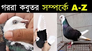 AZ about Gorra Pigeons in Bangla  Gorra kobutor  Bangladeshi gribaz Pigeons  Teach Alamin [upl. by Inek]