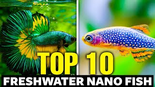 Top 10 Freshwater Nano Fish 🐠 [upl. by Sartin]