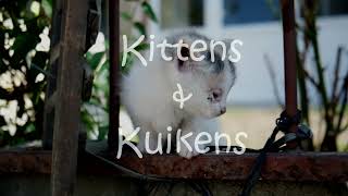 Jeroen Schipper Kittens amp kuikens tekstvideo [upl. by Occor896]