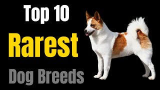 Top 10 Rarest Dog Breeds [upl. by Onailime875]