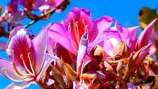 Orchid Tree Bauhinia variegata La Costa California [upl. by Prudhoe]