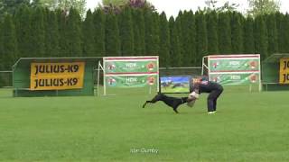 The best of Dobermann IDC World Championship 2019 Hungary [upl. by Avi8]