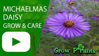 Michaelmas daisy  grow and care Aster [upl. by Occer347]