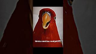 im running out of birds😭 birds bird edit sound birdsounds birdslover [upl. by Atnoek]