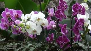 Orchids at Kew Gardens ✿ A Must See Orchid Extravaganza ✿ [upl. by Plante]