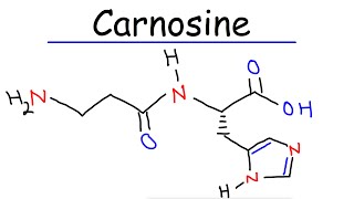 Carnosine  Histidine amp Beta Alanine [upl. by Bettencourt]